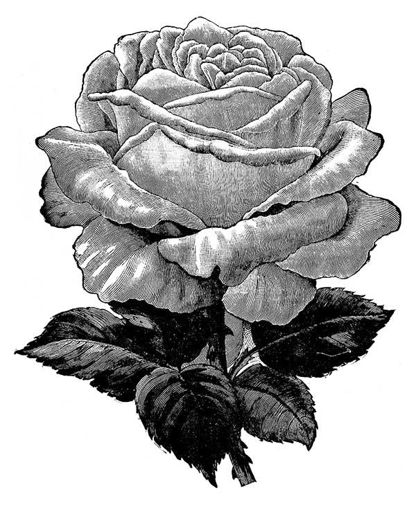 Free Graphic Friday - Vintage Rose Engraving