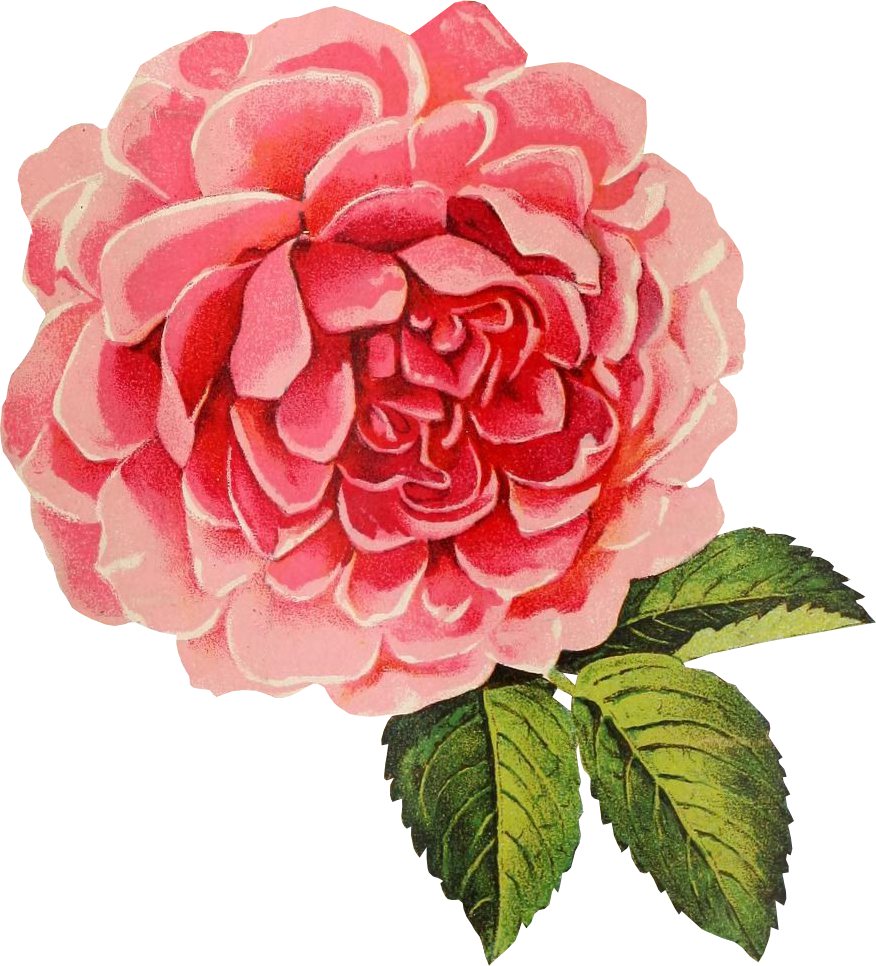 Free Graphic Friday - Vintage Cabbage Rose