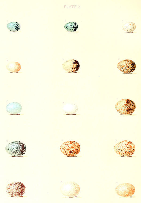 Free Vintage Egg Graphic