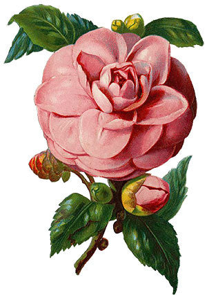 Free Vintage Pink Rose Graphic