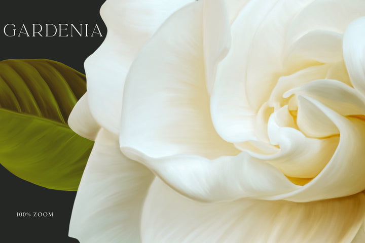 Gardenia Botanical Floral Clip Art & Patterns