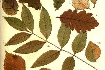 Free Autumnal Leaves Antique Printable Graphic