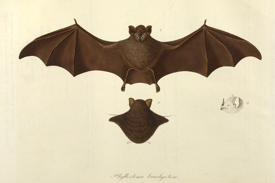 Free Antique Bat Printable Graphic