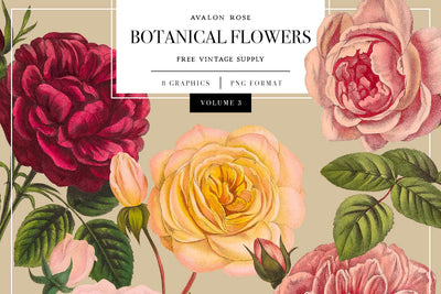 FREE Vintage Botanical Flower Graphics Vol. 3