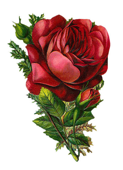 Free Vintage Rose Graphic - Free Graphic Friday