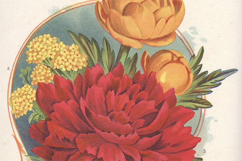 Free Antique Peony Botanical Graphic