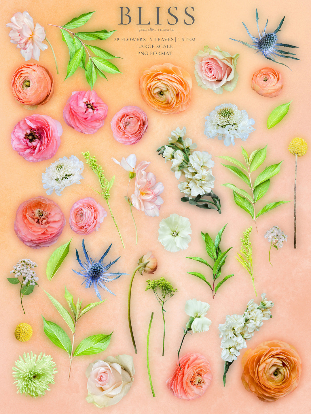 Bliss Floral Clip Art Graphics Collection