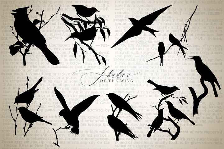 Shadow of the Wing Bird Silhouette Graphics